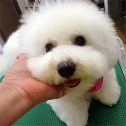 小ぶりサイズの可愛いママ