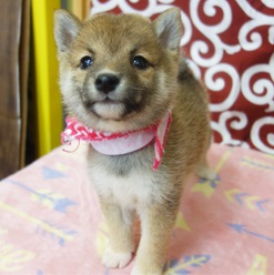 ちょこっとついたお耳がキュートな短足ちゃん