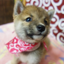 ちょこっとついたお耳がキュート