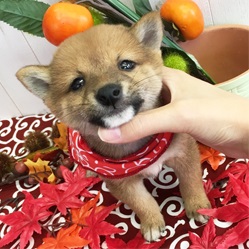 3代血統豆柴認定に合格している由緒正し家系の豆柴！