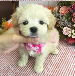 大人気のミックス犬！！可愛らしいマルプーちゃん♪