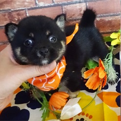黒の小豆柴ちゃん。希少です !!