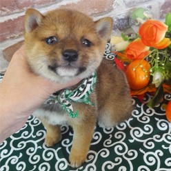 ころころ子狸さん？とても可愛いんだわん！