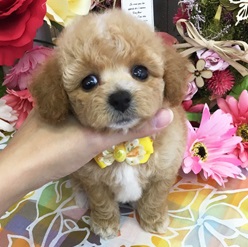 大人気のミックス犬！！可愛らしいビションプーちゃん