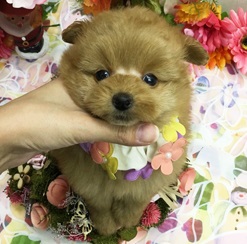 大人気のミックス犬！！可愛らしいポメプーちゃん♪