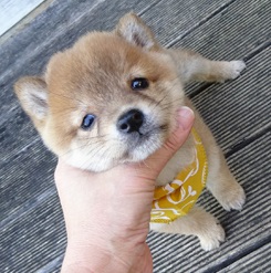 コロンと小ぶりな小豆柴くん♡
