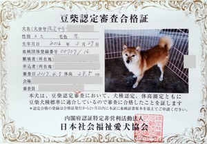小豆柴のママ