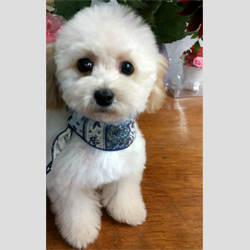 父親犬:ボルボ