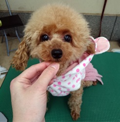 母親犬:リリ