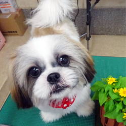 母親犬:ズー(シーズー)