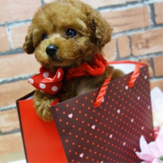 超おちびのレッドちゃん♪
