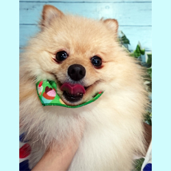 父親犬:アトム