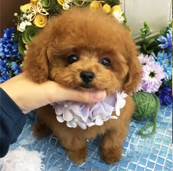 成犬時1.5ｋｇ前後予想の可愛らしいトイプーくん♪