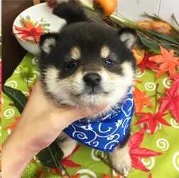 3代血統豆柴認定に合格している由緒正し家系の豆柴！