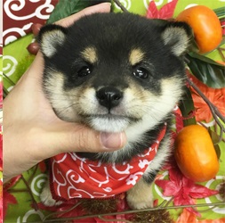 3代血統豆柴認定に合格している由緒正しい家系の豆柴