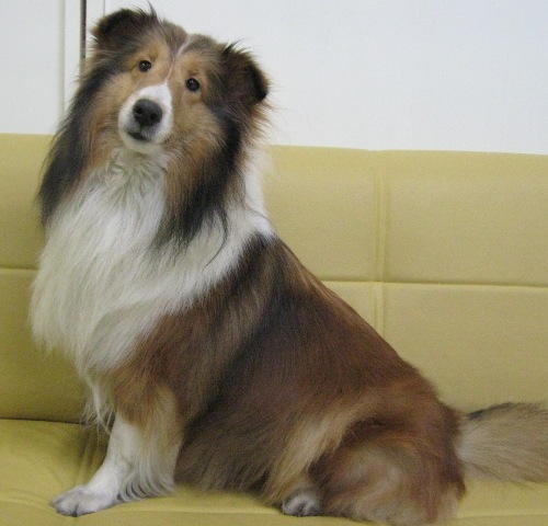 母犬のミルキーです。