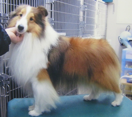 父犬です。