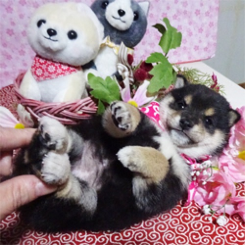 子熊のぬいぐるみみたいな黒豆柴ちゃん