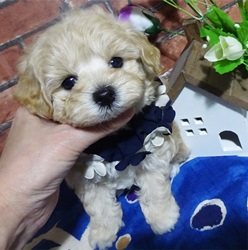 大人気のミックス犬！！可愛らしいマルプーちゃん♪