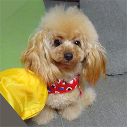 母親犬:リリナ