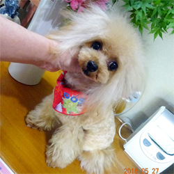 母親犬:ジュエリー