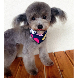 母親犬:つぼみ