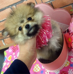 たぬきちゃん♡
