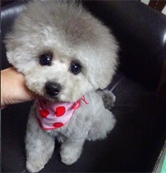 母犬 アロエ