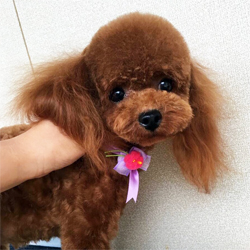 母親犬:くるりん