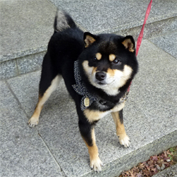 たぬき顔の超〜可愛いお父さん