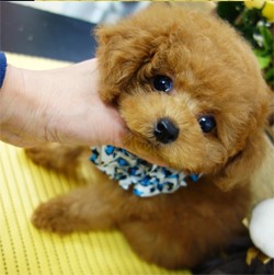あま?いマスクの超?イケメンくん♡