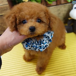 短いお鼻のぼく♡