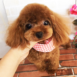 母親犬:くるみ