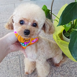 母親犬:フェイン
