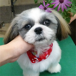 母親犬:シー