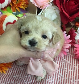 大人気のミックス犬！！可愛らしいマルプーちゃん♪