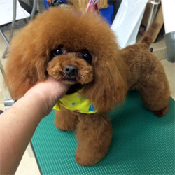 父親犬:ポテト