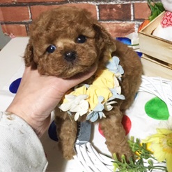 ドンとこいの兄貴分