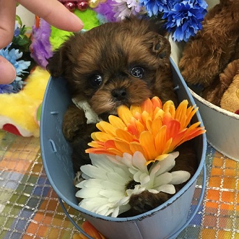 大人気のミックス犬！！可愛らしいシープー君☆彡