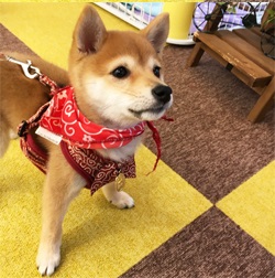 とても珍しい！！極小サイズ予想の小豆柴になります。
