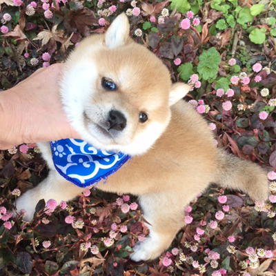 最高級の小粒サイズの豆柴ちゃん!!