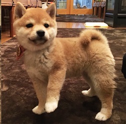 たぬき顔のぽっちゃりさん♡ 最上級の豆柴!
