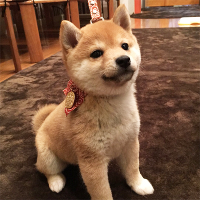 おとなしいお利口さん