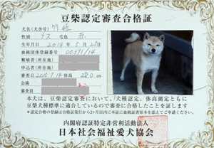 綺麗な母犬です!