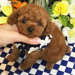 可愛い坊や♡