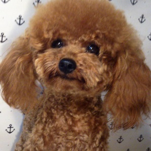 人気NO.1の父犬「そら太」