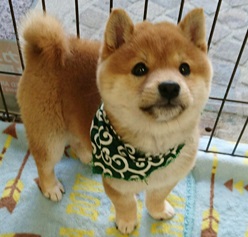 最高に綺麗な豆柴ちゃん！！