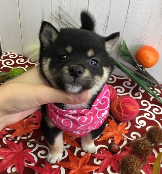 珍しい！希少価値の高い極小！小豆柴ちゃん！！！
