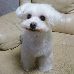 母親犬:アンカー