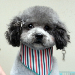父親犬:ルー